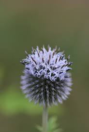 Image result for Echinops