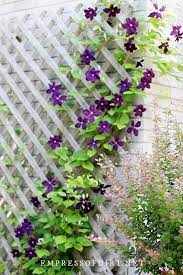 This clematis trellis is mounted away from the wall to allow room for growth and air circulation. Tips For Choosing The Right Clematis Trellis