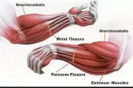 By unleashing your wrist hinge, you can increase the speed of your swing by a considerable amount. How To Get Bigger Forearms And Wrists Quora