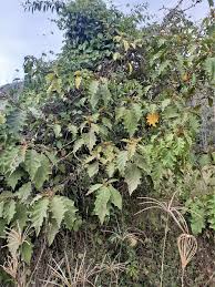 Image result for Solanum chrysotrichum