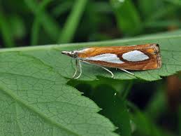 Image result for Catoptria pinella