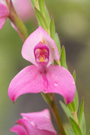 Image result for Disa cornuta