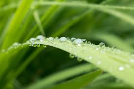 Water the entire lawn when that area begins to show symptoms. Florida Lawn Watering Tips Natural Green