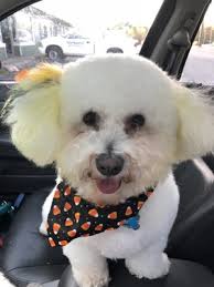 At groomingdales, we offer a calm, day spa environment for your pampered pet at the hands of an award winning pet stylist. Groomingdales Pet Salon Day Spa 3821 Dayton Xenia Rd Beavercreek Oh Pet Grooming Mapquest