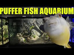 Size your bed from one of two plan options. The Puffer Fish Aquarium The King Of Diy Videos