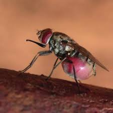 A new invasive pest of fruit crops. Pdf Promoting Biosecurity Through Insect Management At Animal Facilities