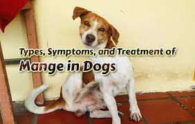 Types Symptoms And Treatment Of Mange In Dogs With Images Dog Mange Dogs Dog Insurance
