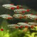 3 Aquarium Decor Ideas That You Must Try Fish Aquarium Decorations Diy Fish Tank Fish Tank Decorations