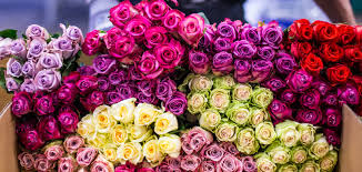 I always order from ecuador direct roses. Ecuador Rosen