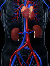 I have done a little searching on the internet but none of the answers really helped me, so i am trying it here. Heart Disease Kidney Disease Niddk