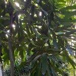 Image result for Brexia