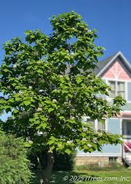 Image result for Catalpa