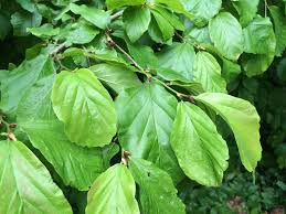Image result for Hovenia dulcis