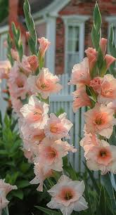 Image result for Gladiolus virgineus