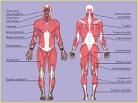 Images correspondant muscles du corps humain