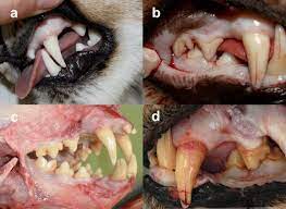 The tips of the upper canine teeth are most often fractured, which can. A Tooth Wear Scoring Scheme For Age Estimation Of The Eurasian Lynx Lynx Lynx Under Field Conditions Springerlink