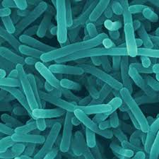 When it contaminates food, you can't see, smell. Foodsafety Asn Au Listeria Monocytogenes Foodsafety Asn Au