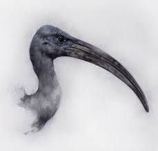 Oil Sketch Ibis 2020