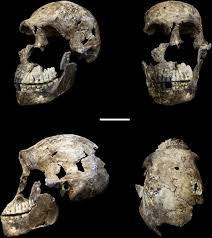 At the time, researchers unearthed more than 1,500. Homo Naledi Wikipedia