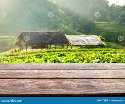 Tampo Da Mesa Na Plantação E No Pavilhão De Chá Foto de Stock
