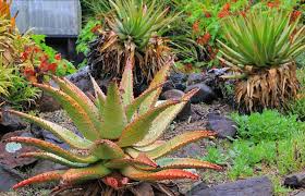 Image result for Aloe myriacantha