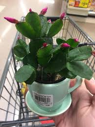 Check spelling or type a new query. I Have Finally Caught All Three Holiday Cactus Evolutions Proper Easter Cactus Found At Hannaford In New Hampshire Succulents
