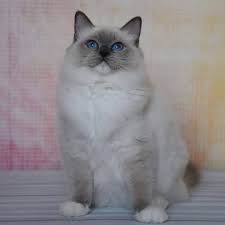 Blue Dolls Bajka Available Girl As A Show Breeder Lovecats Loveragdoll Lovekittens Kittens Ragdoll Ragdollscats Ragdollcatterybluedolls Ragdollcattery My
