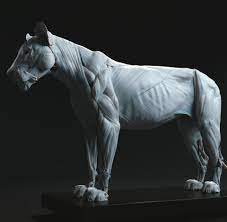 The back legs are a bit longer than the forelegs, letting the cat jump as far as even 50 feet (15 meters). Artstation Lion Anatomy Maria Panfilova