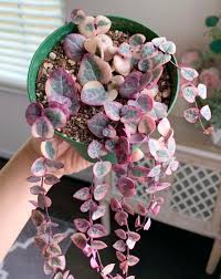 Image result for Ceropegia crassifolia