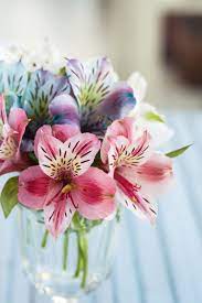 The Meaning Behind Popular Valentine S Day Flowers Flower Meanings Romantic Flowers Alstroemeria