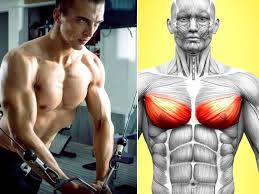 The pectoralis major and the pectoralis minor, known collectively as your pecs. Four Great Exercises To Get Chiseled Lower Chest Lifealth