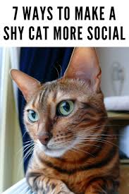 Most people think cats are mysterious and complex, however once you appreciate them and gain their trust, they will be devoted to you forever. 7 Ways To Make A Shy Cat More Social Cats Cat Facts Baby Cats