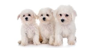 Maltese bichon frise for sale. 1 Bichon Frise Puppies For Sale In San Francisco Ca