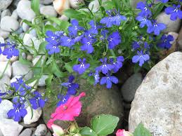 I fiori azzurri/violetti dell'agerato celestino resistono fino fiore blu violetto in 5 lettere. Lobelia Consigli Coltivazione E Cura