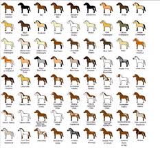 awesome horse color chart discussions rodeo spalding labs