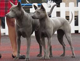 #the world alive #drum cover #hounds of anubis #luke holland #robot #not human #amazing cover. Life Span Of Ibizan Hound