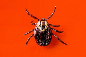 Don't twist or crush the tick; How I Came To Terms With My Tick Anxiety