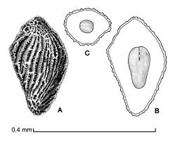 Image result for Striga hallaei