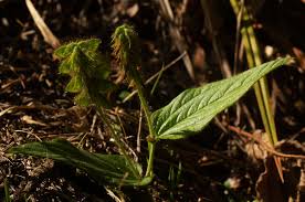 Image result for Eriosema lebrunii