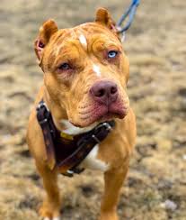 The Hulk Of Ddkline On Instagram She S Fire Iam Nickiminaj Queen Pitbulls Hulk The Pitbull Pitbull Dog
