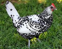 All about the hamburg chicken, information, characteristics, temperament, eggs, health , care it is not very clear when hamburg chickens first arrived in holland. Silver Spangled Hamburg Chicken Gallus Gallus By Christine Young Jungledragon