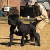 Pick now our south african boerboel furthermore, exotic boerboel breeders live to the mission of producing excellent breeds. 1