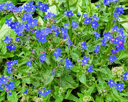 Image result for Anchusa capensis