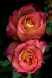 Pin By Deborah Pulley On Rosas Variedades Beautiful Rose Flowers Rose Flower Beautiful Roses