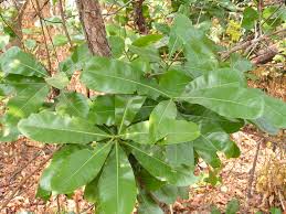 Image result for Ochna pulchra