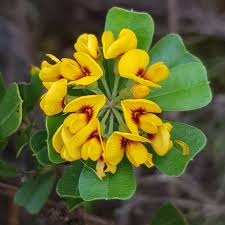 Image result for Argyrolobium stolzii