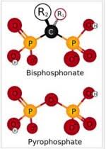 Image result for Bisphosphonates