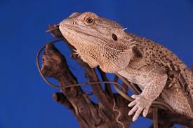 Check spelling or type a new query. Hd Wallpaper Bearded Dragon On Top Of Brown Cork Bark Brown Bearded Dragon On Branch Wallpaper Flare