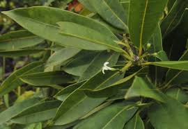 Image result for Craterispermum