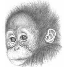 12 Baby Monkeys Ideas Animal Drawings Animal Art Drawings